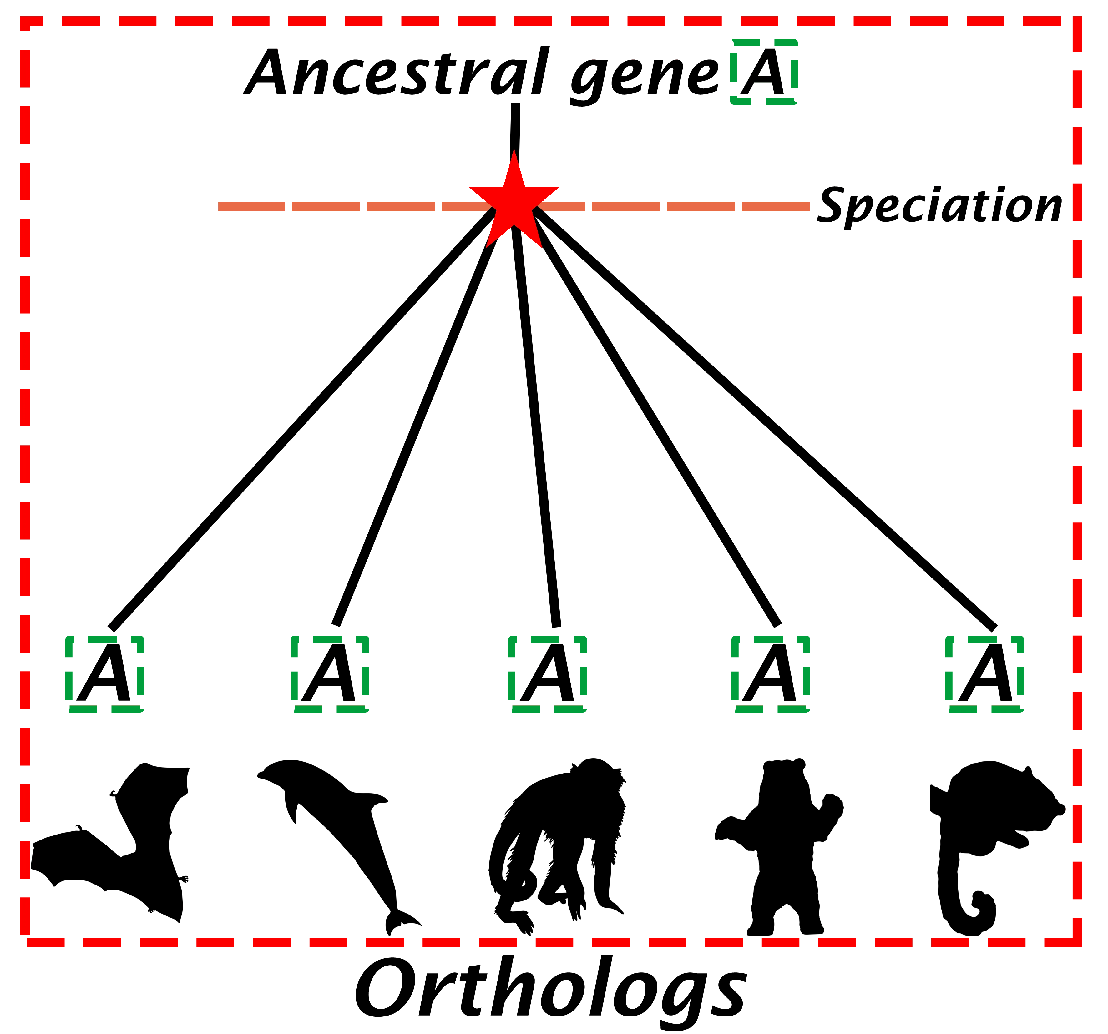 The figure shows genes derived from a single ancestral gene that undergoes divergence after a speciation