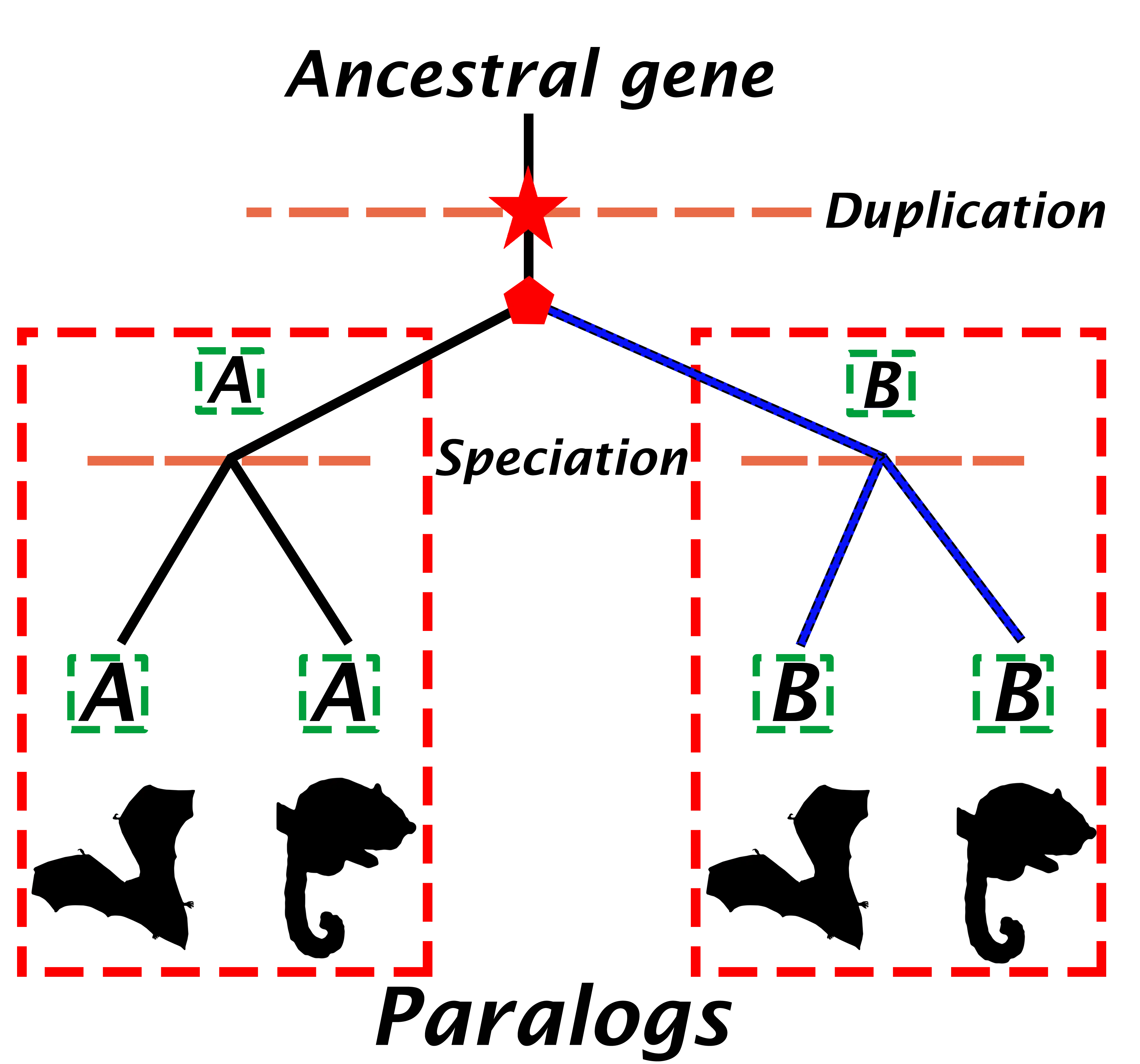 The figure shows genes derived from gene duplication events and that undergo speciation. Note that A genes are orthologs as well as B genes