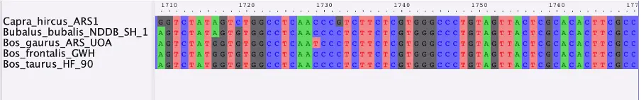 Multiple alignments with MAFFT/MUSCLE are a great way to do some downstream analysis of target sequences.