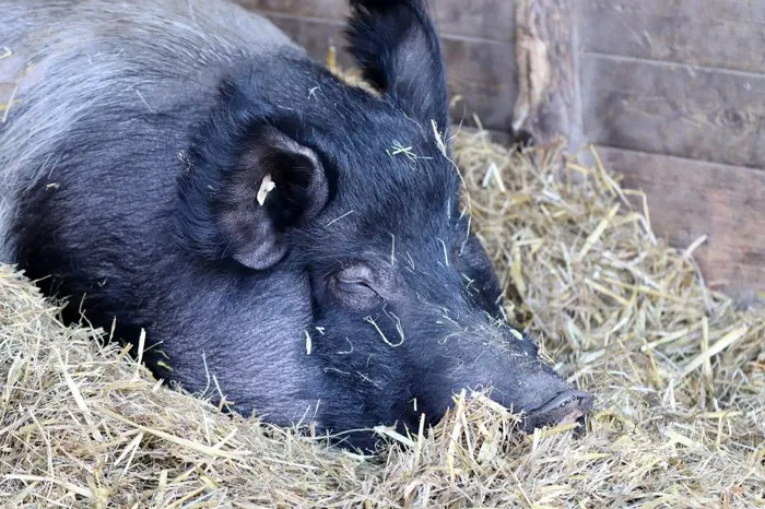 SequenceServer empowers advancements in pig genomics with PIGOME