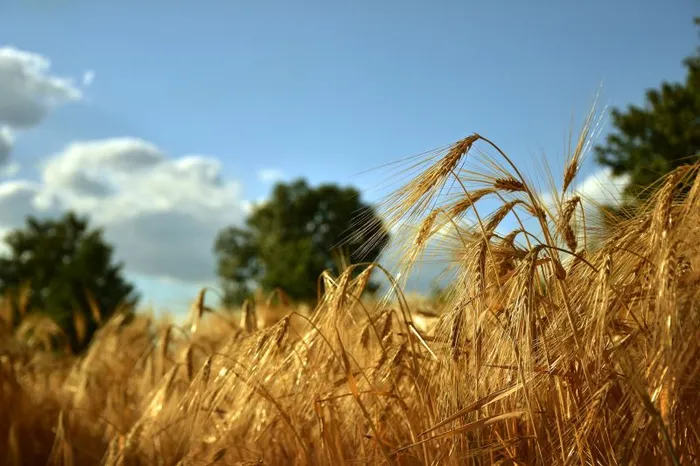 SequenceServer helps to make it easier to develop pest resistant crops