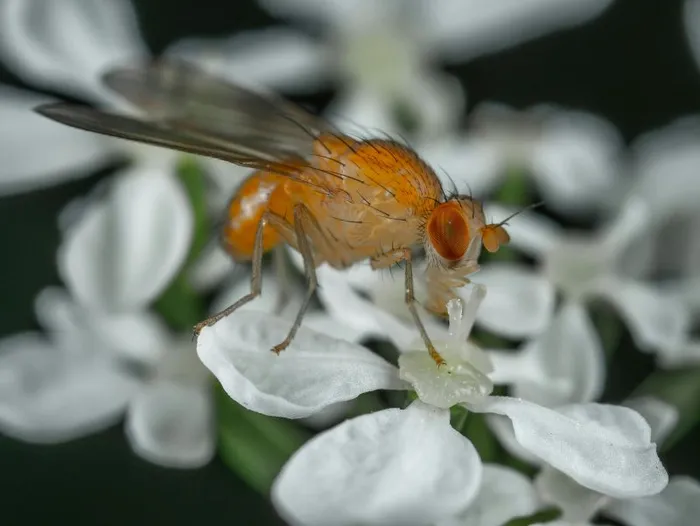 A genomic database for cactophilic flies!