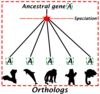 Disentangling homology, orthology, paralogy and similarity with BLAST